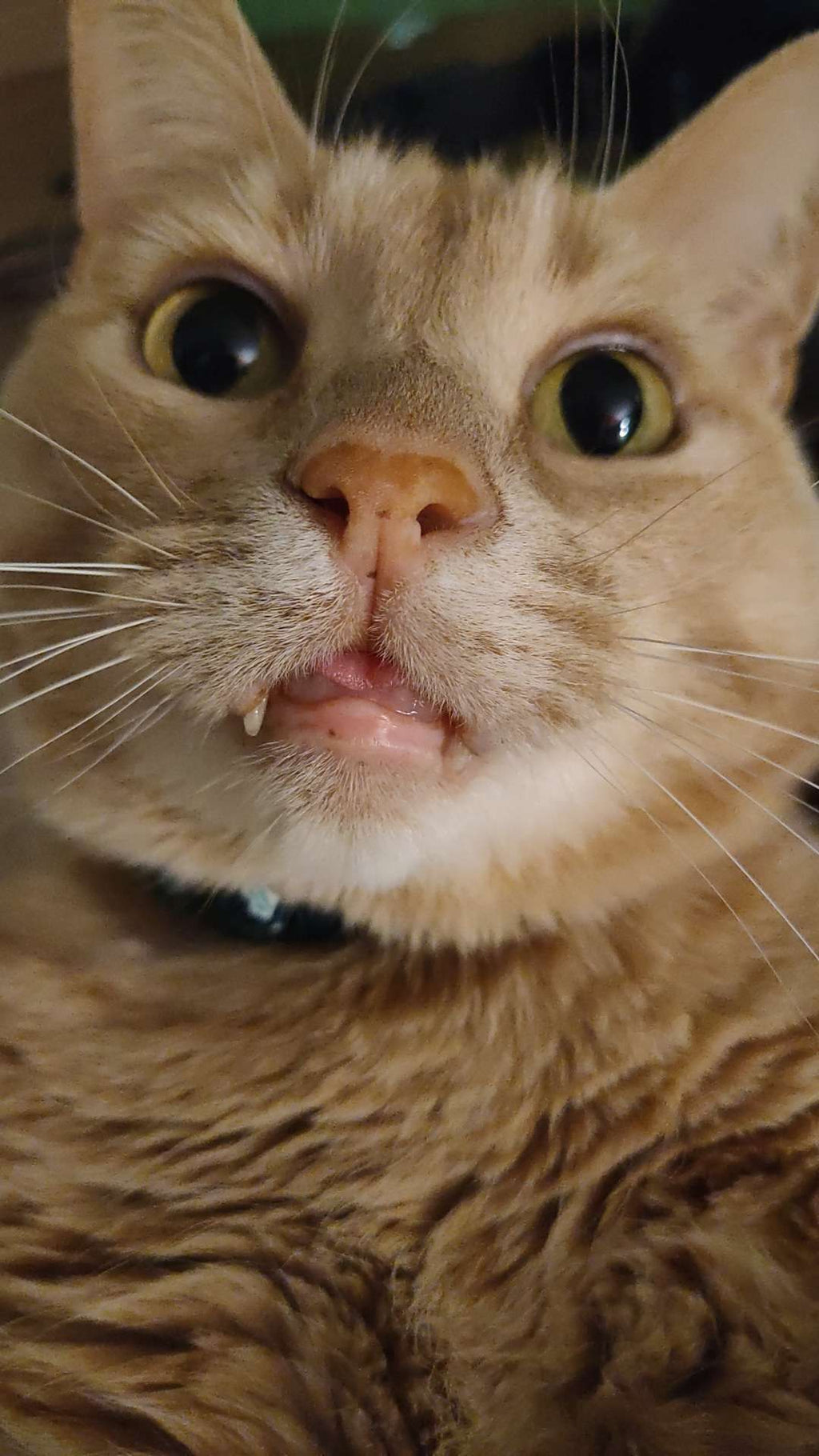 Spot's Pick!