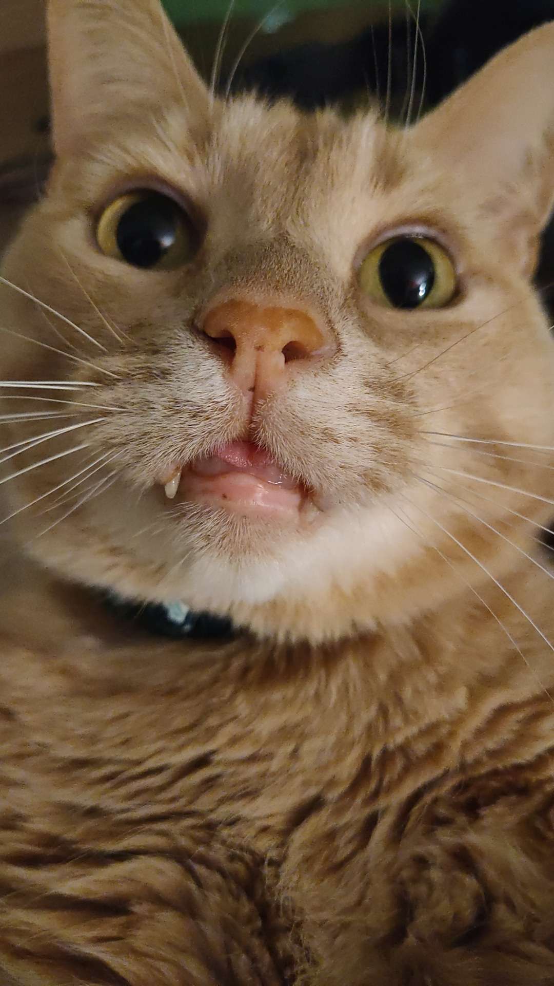 Spot's Pick!
